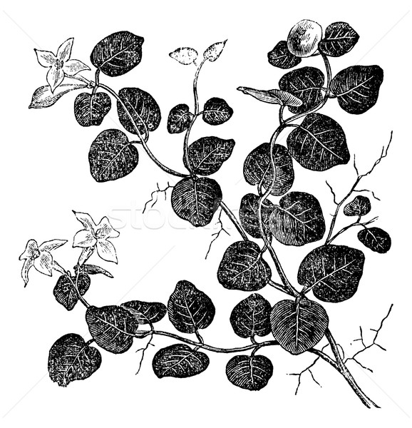 Mitchelle rampant (Mitchell repens), vintage engraving. Stock photo © Morphart