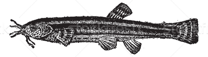 Loach catfish or Amphiliidae, vintage engraving Stock photo © Morphart