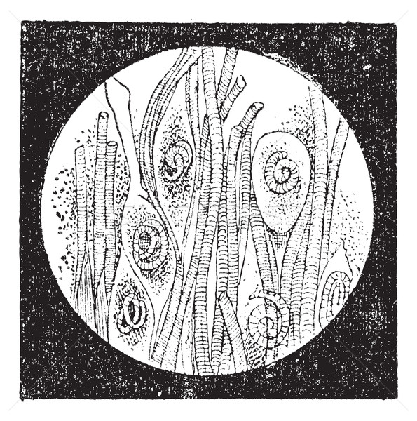 Trichinella or trichina worms, vintage engraving. Stock photo © Morphart