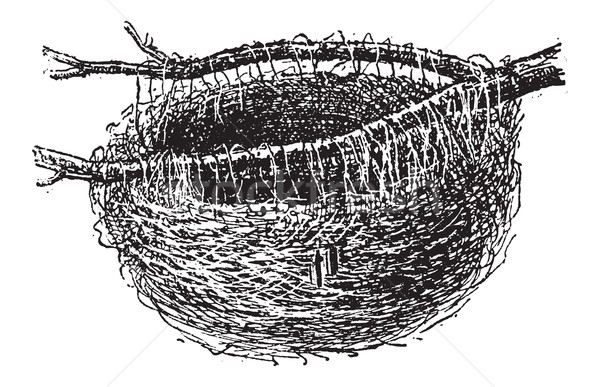 Stock photo: Nest of the Golden Oriole or Oriolus oriolus, vintage engraving