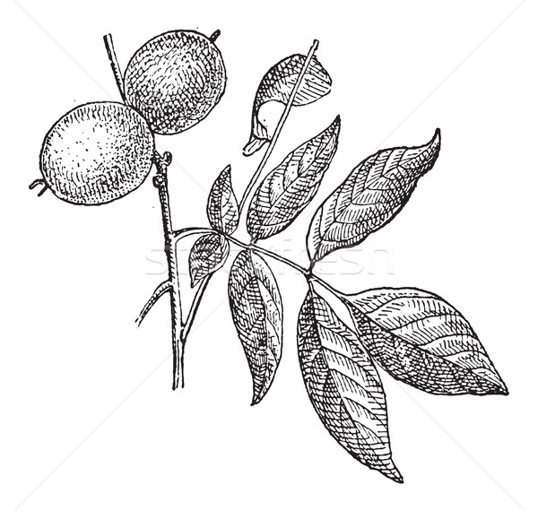 Walnut or Juglans regia, vintage engraving Stock photo © Morphart