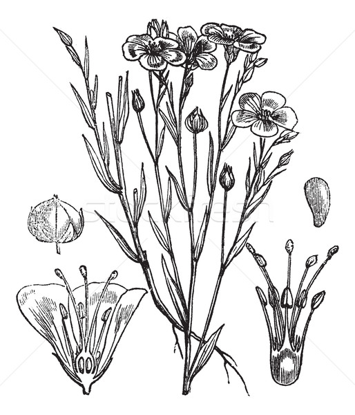 Common flax or Linseed vintage engraving Stock photo © Morphart