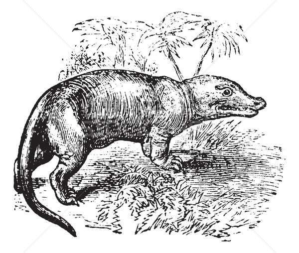 Megalosaurus vintage engraving Stock photo © Morphart