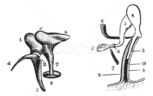 Fig. 985. Chain of bones seen by the outside party, Fig. 986. Re Stock photo © Morphart