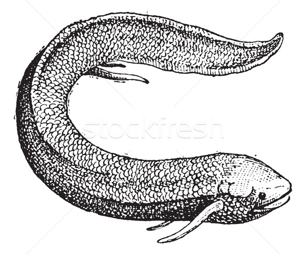 South American Lungfish or Lepidosiren paradoxa, vintage engravi Stock photo © Morphart