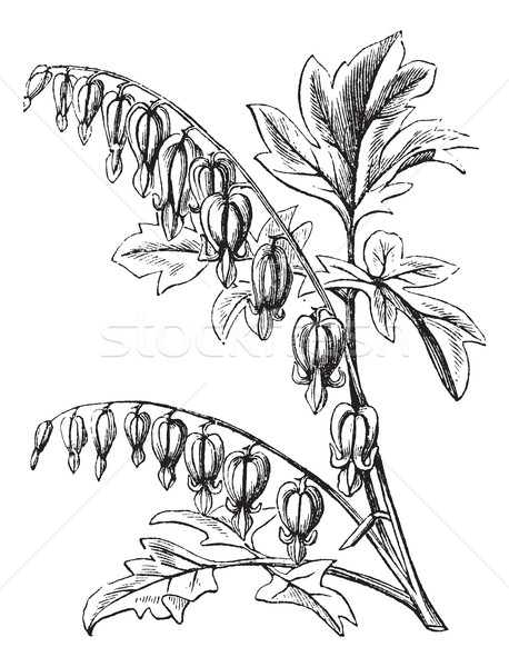 Old-fashioned Bleeding-Heart or Venus's Car or Lady in a Bath or Stock photo © Morphart