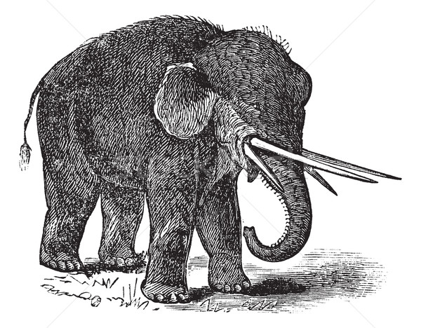 American mastodon or Mammut americanum vintage engraving Stock photo © Morphart