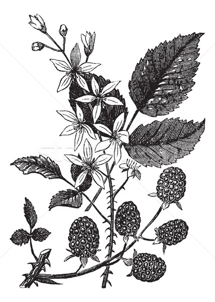 Blackberry or Rubus villosus vintage engraving Stock photo © Morphart