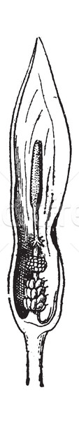 Fig.15. Arum, vintage engraving. Stock photo © Morphart