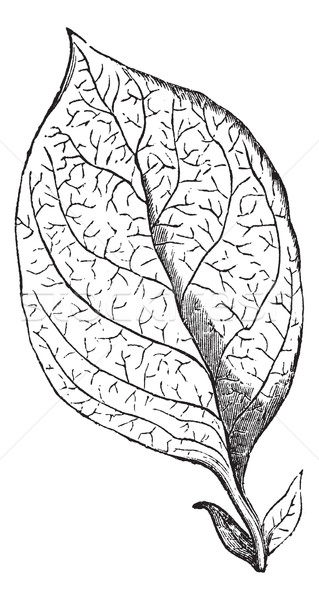 Reticulate-veined Leaf, vintage engraving Stock photo © Morphart