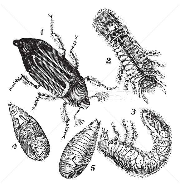 Stock photo: 1.Regular Chafer (Melolontha vulgaris)  2.Larva rear view 3.Larv