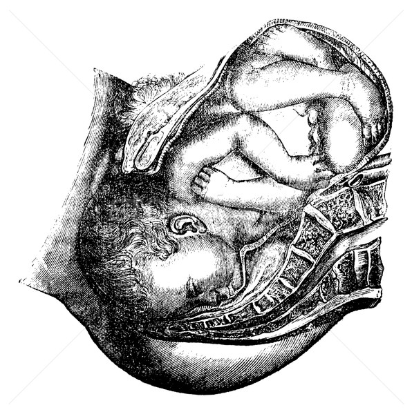 Lieferung Kopf Jahrgang Gravur graviert Illustration Stock foto © Morphart