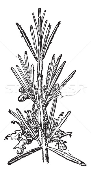 Rosemary or Rosmarinus officinalis, vintage engraving. Stock photo © Morphart