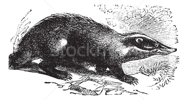 European Badger or Meles meles, vintage engraving. Stock photo © Morphart