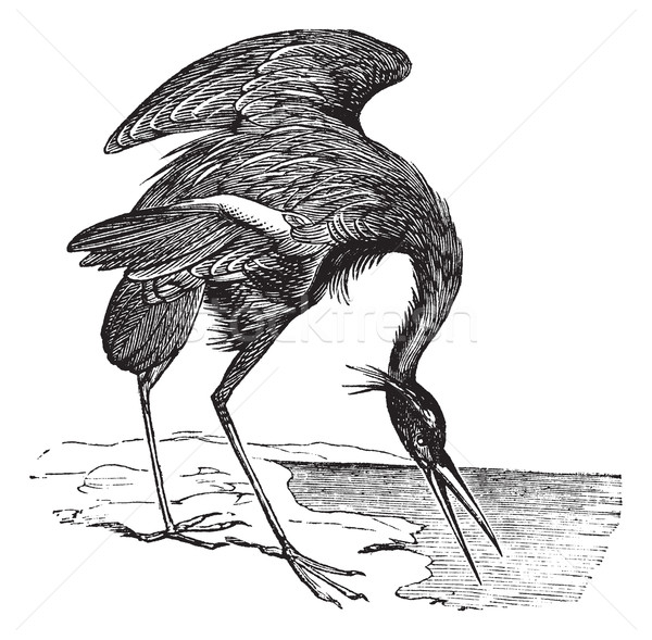 Great Blue Heron (Ardea herodias) vintage engraving Stock photo © Morphart