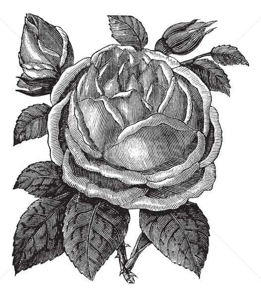 Rose Hazelnut or Rosa noisettiana vintage engraving Stock photo © Morphart