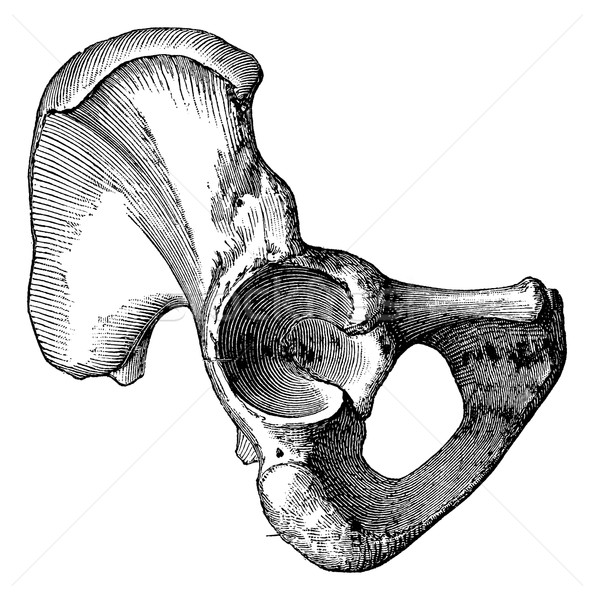 Fig. 616. Outer surface of the ilium, vintage engraving. Stock photo © Morphart