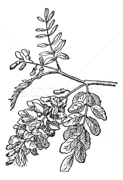 Robinia, vintage engraving. Stock photo © Morphart
