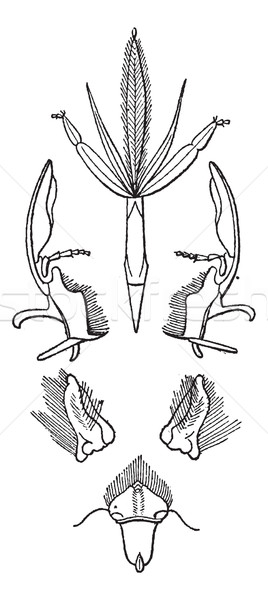 Fig 2. Insects that lick mouth, Hymenoptera, vintage engraving. Stock photo © Morphart
