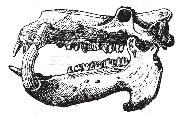 ストックフォト: アイボリー · カバ · 頭蓋骨 · ヴィンテージ · 彫刻 · 刻ま