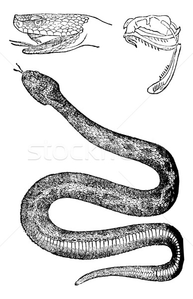 Viper, vintage engraving. Stock photo © Morphart