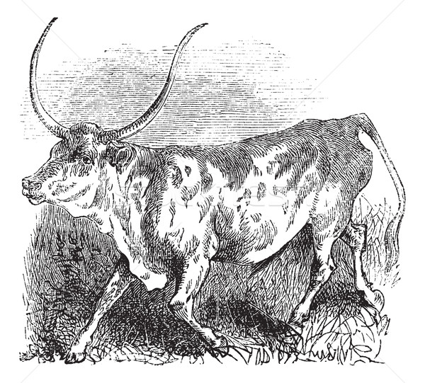 Brazilian, cow, vintage engraving.  Stock photo © Morphart