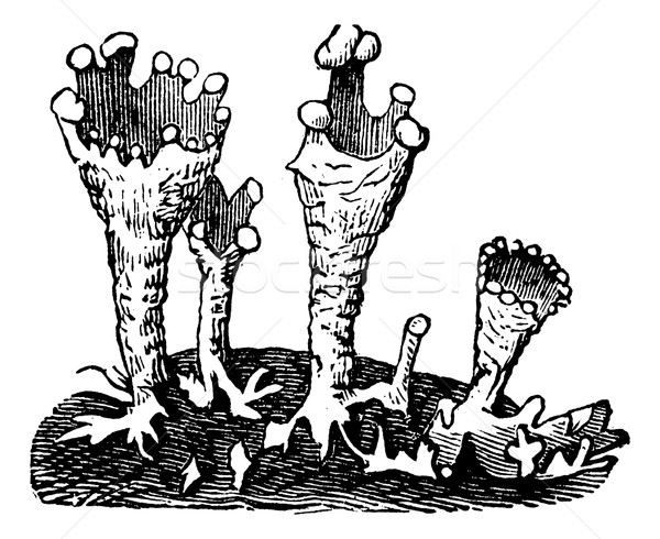 Cup lichen or Cladonia pyxidata  vintage engraving Stock photo © Morphart