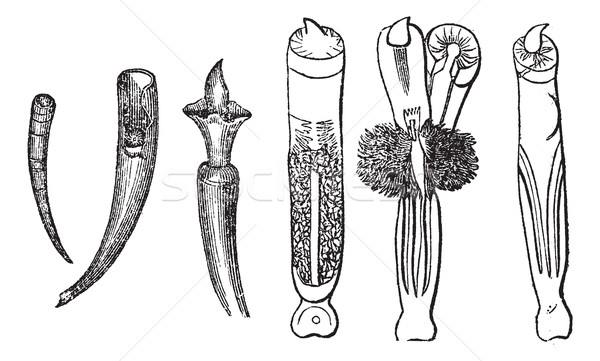 Tusk Shells or Dentalium entalis, vintage engraved illustration Stock photo © Morphart