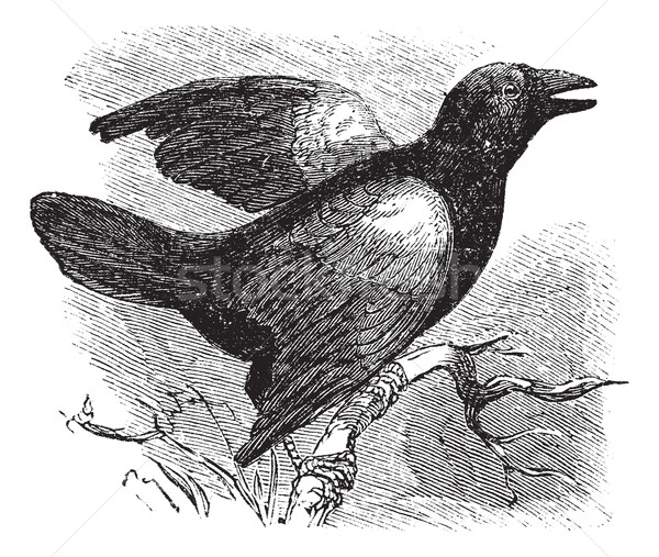 黑鳥 復古 雕刻 刻 插圖 百科全書 商業照片 © Morphart