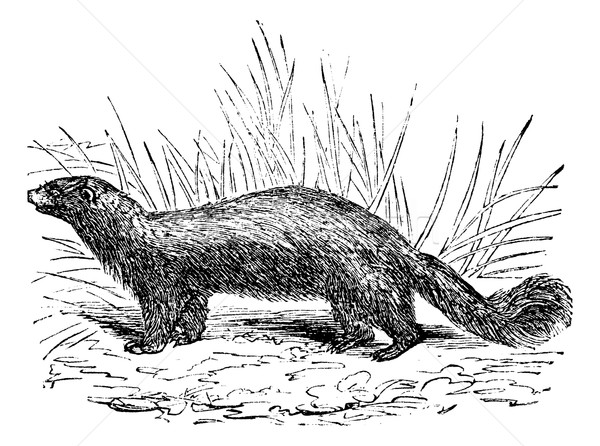 Common skunk (Mephitis mephitica) or polecats vintage engraving Stock photo © Morphart
