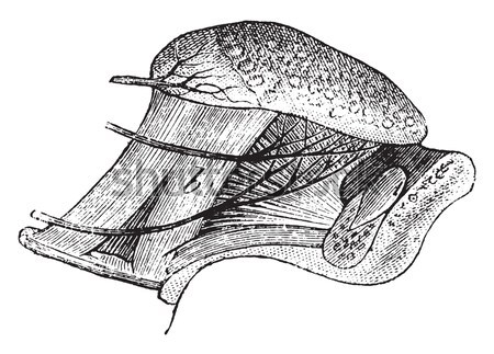 Vessels and Nerves of the Human Tongue, vintage engraving Stock photo © Morphart