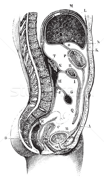 Stock photo: Vertical and antero-posterior of the abdomen, vintage engraving.