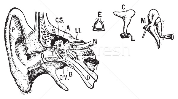 Ear, vintage engraving. Stock photo © Morphart