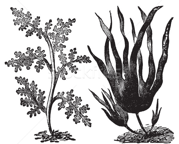 Pepper dulse, red algae or Laurencia pinnatifida (left). Oarweed Stock photo © Morphart