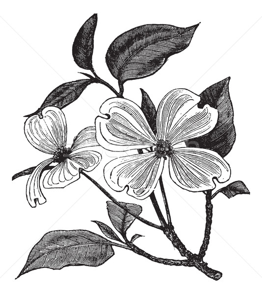 Flowering Dogwood or Cornus florida vintage engraving Stock photo © Morphart