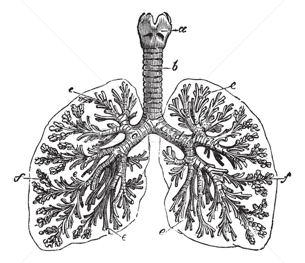 The lungs of man vintage engraving Stock photo © Morphart