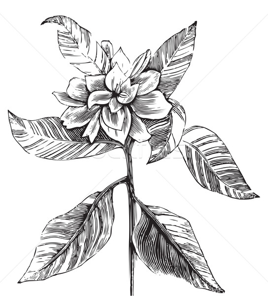 Foto stock: Ilustração · preto · e · branco · enciclopédia · flor · arte