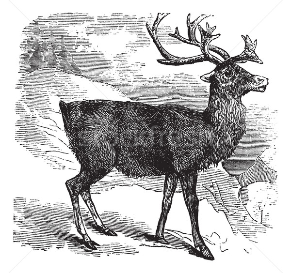 Caribou or Reindeer vintage engraving Stock photo © Morphart