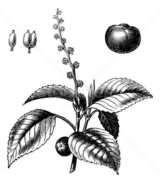 Manchineel tree or Hippomane mancinella vintage engraving Stock photo © Morphart