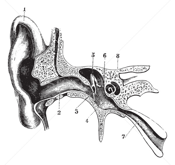 Fél hallókészülék klasszikus gravírozott illusztráció gyógyszer Stock fotó © Morphart