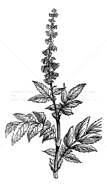 Flowering of Agrimony or Agrimonia, vintage engraving. Stock photo © Morphart