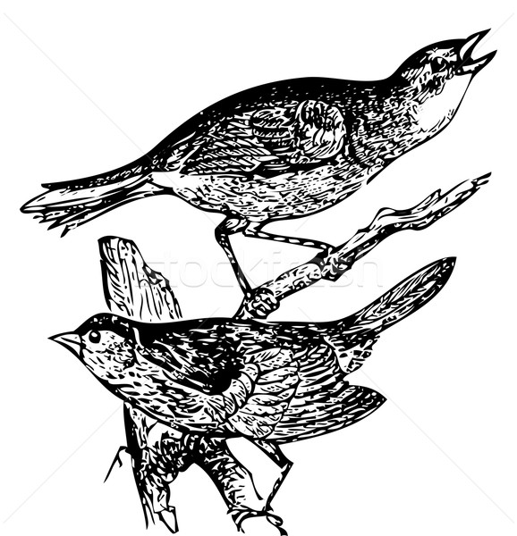 Old engraving of a Seaside sparrow and Lincoln's sparrow Stock photo © Morphart