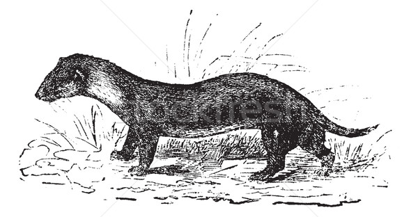 The European polecat or Mustela putorius, vintage engraving. Stock photo © Morphart