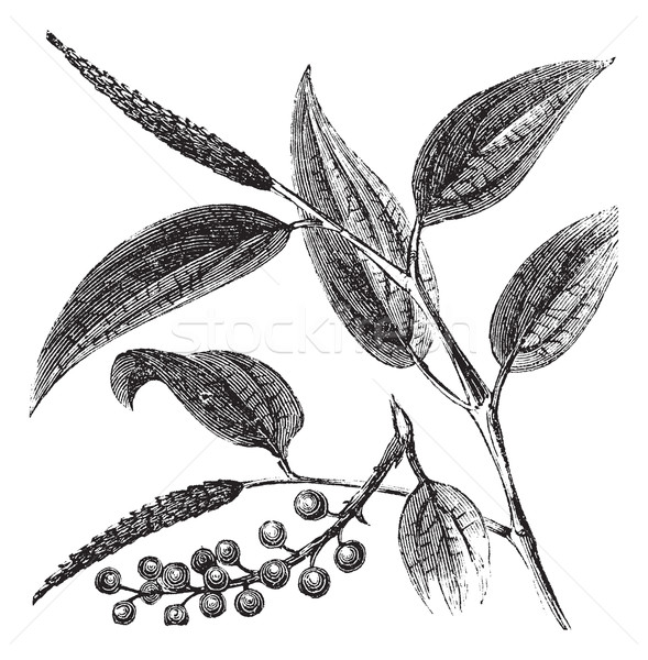 Cubeb or Tailed Pepper or Java Pepper or Piper cubeba, vintage e Stock photo © Morphart