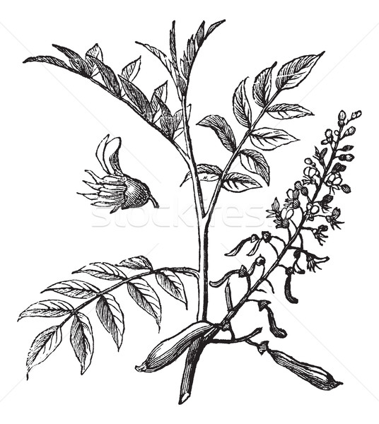 Peru Balsam or Myroxylon peruiferum, vintage engraved illustrati Stock photo © Morphart