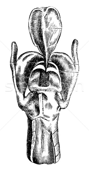 Posterior View of the Larynx, vintage engraving Stock photo © Morphart