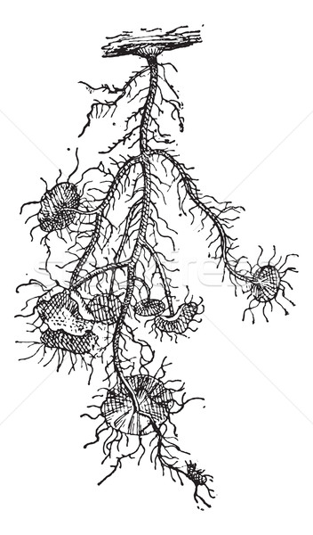 Beard Lichen or Usnea barbata, vintage engraving Stock photo © Morphart