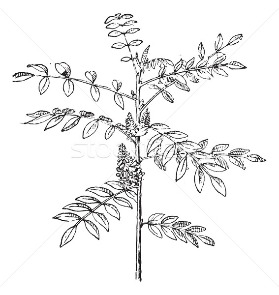 True indigo or Indigofera tinctoria vintage engraving  Stock photo © Morphart