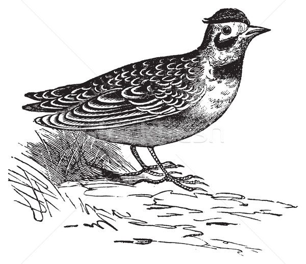 Horned lark or Eremophila alpcstris vintage engraving. Stock photo © Morphart