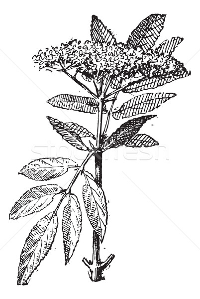 Elderberry or Sambucus, vintage engraving. Stock photo © Morphart